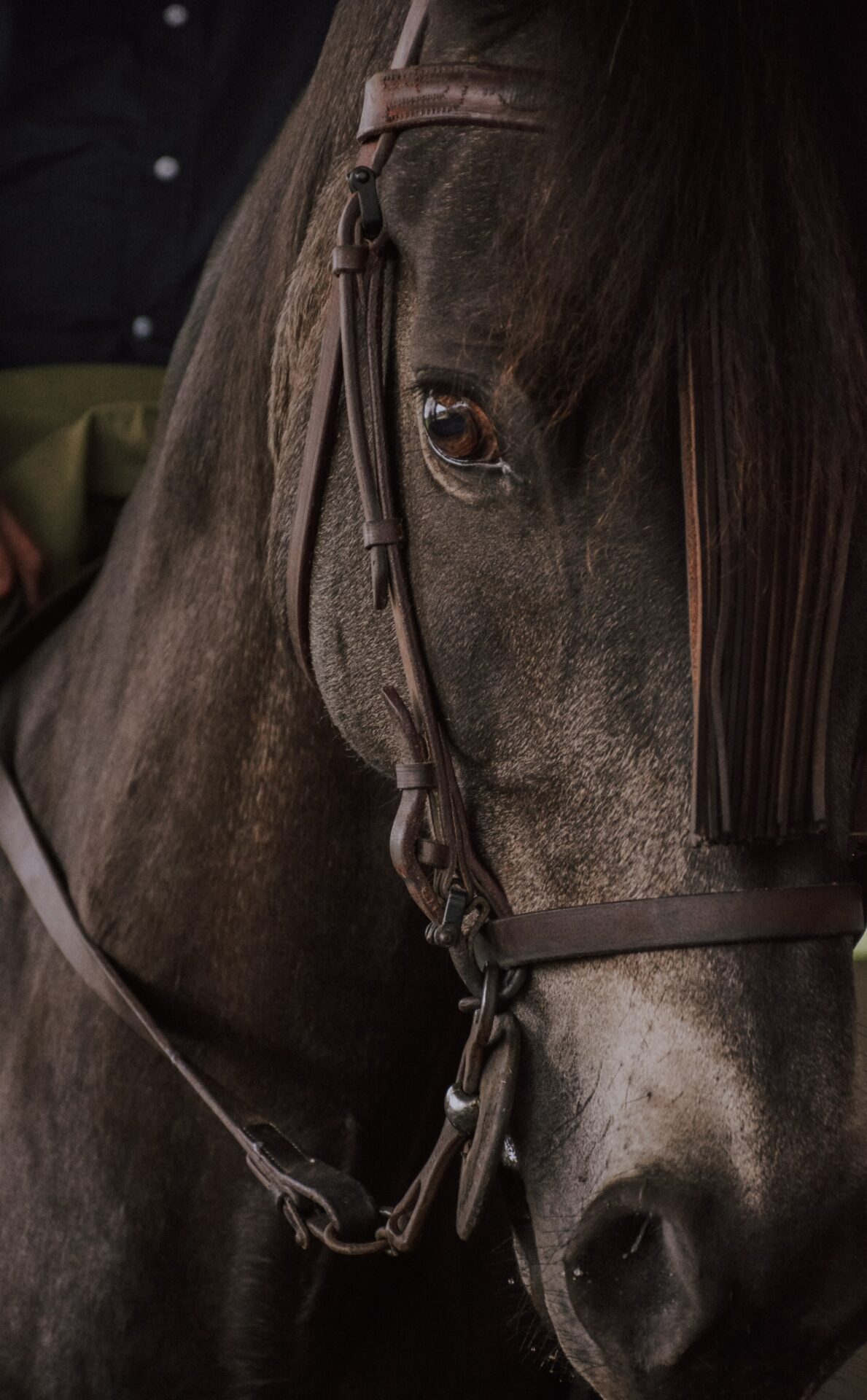 Plane Forced To Land After Horse On Board Gets Loose