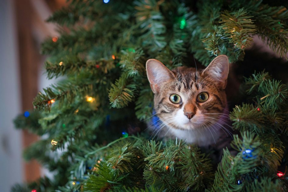 Pet Proof Your Christmas Tree