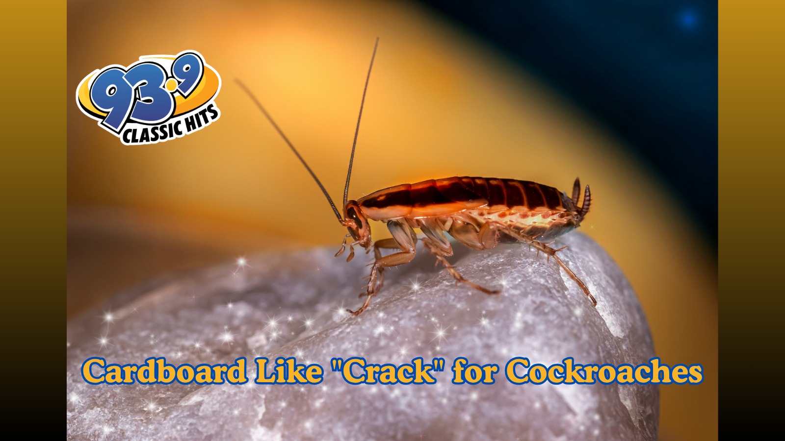 Cardboard Is "Crack" for Cockroaches