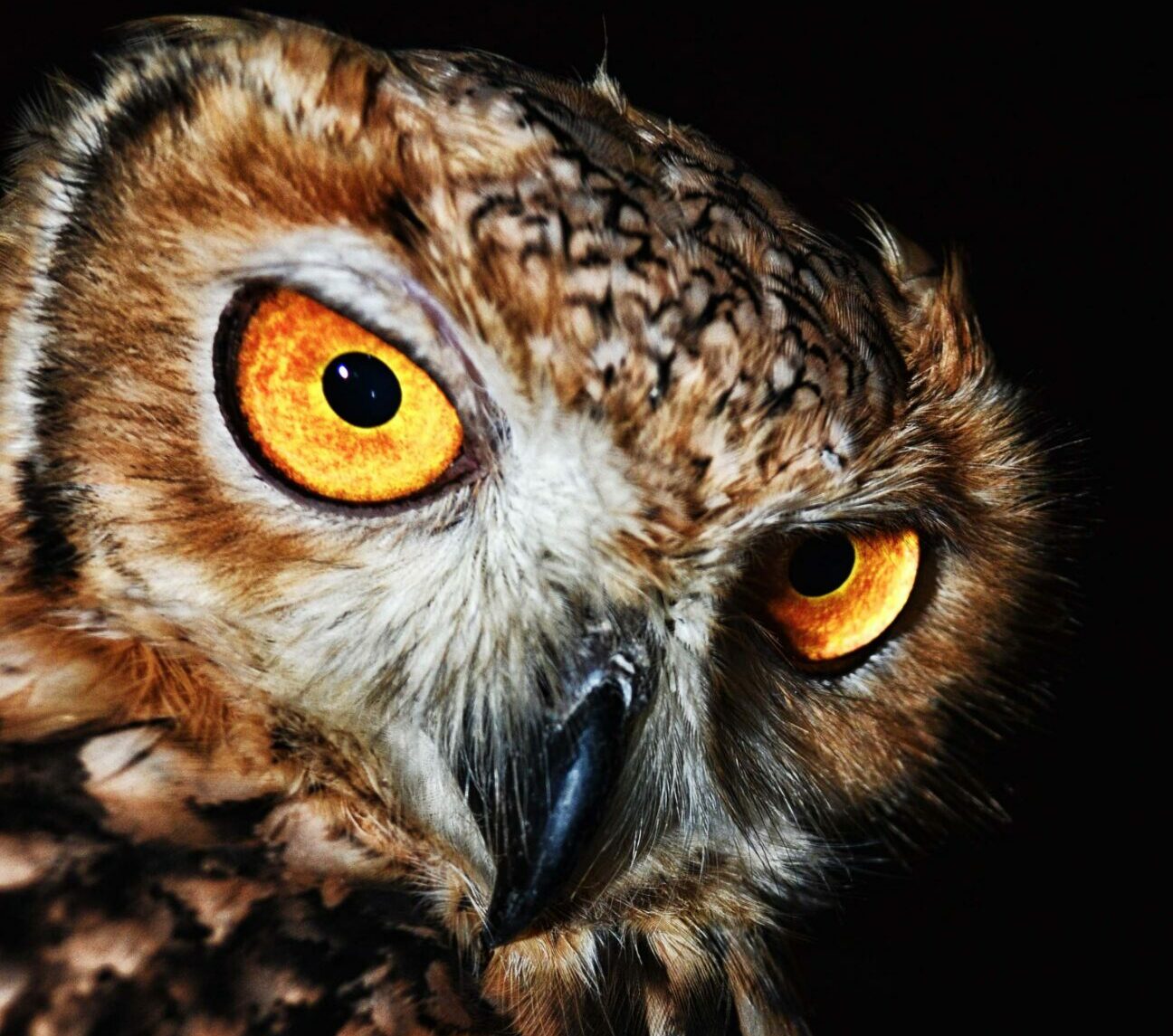 Owl Found In Christmas Tree