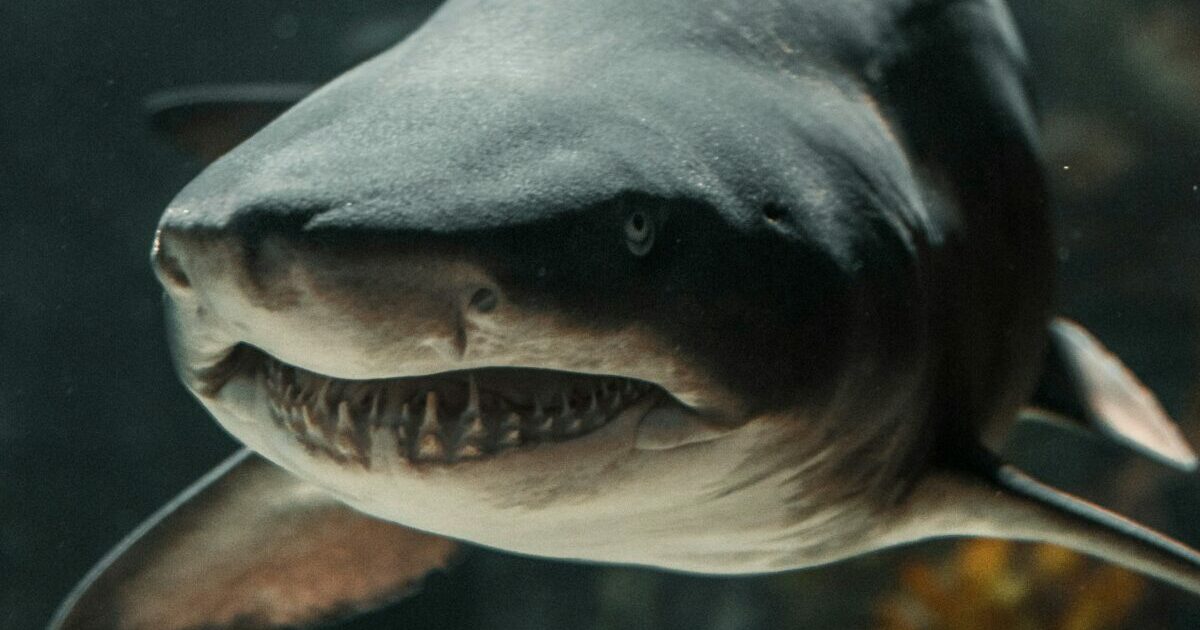 Cocaine Sharks!!!