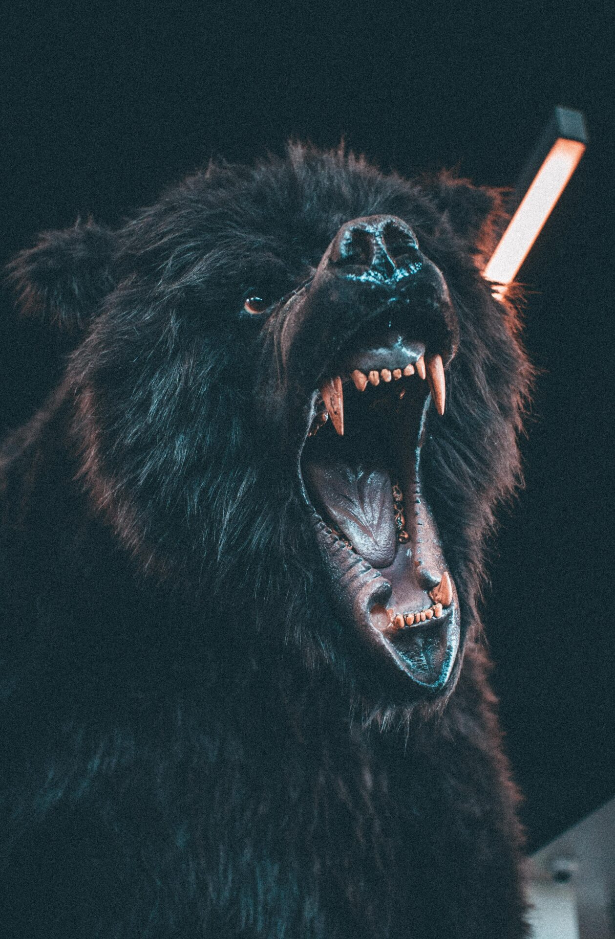 Live Bear Shuts Down Disney World