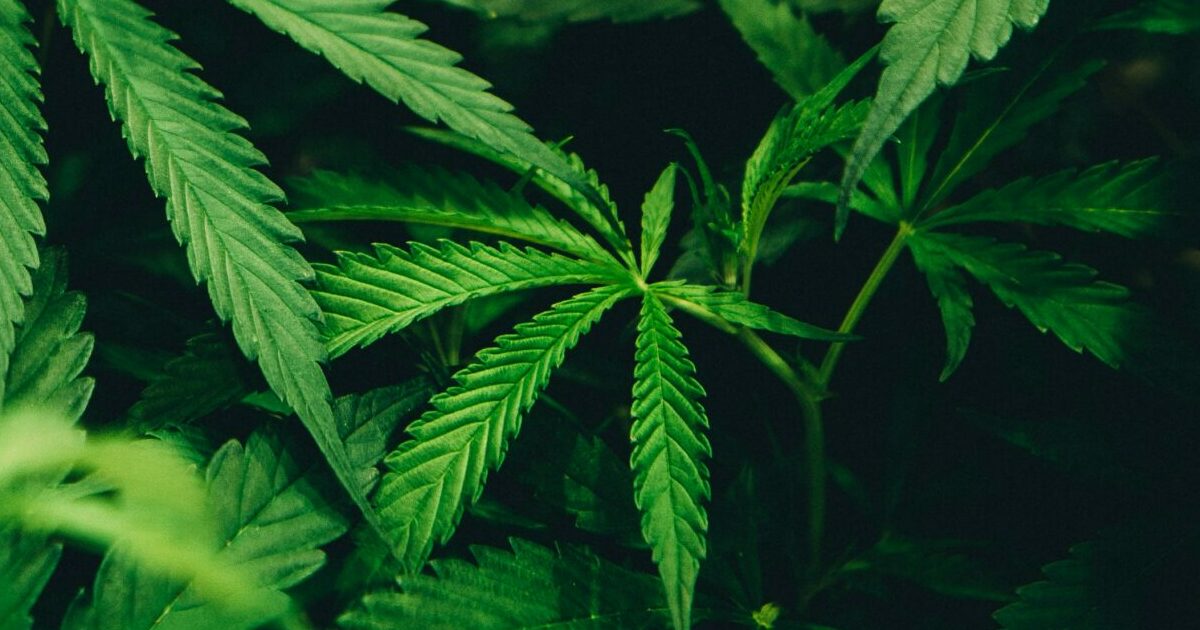 Pot Filled Van Pinched In Town of Weed