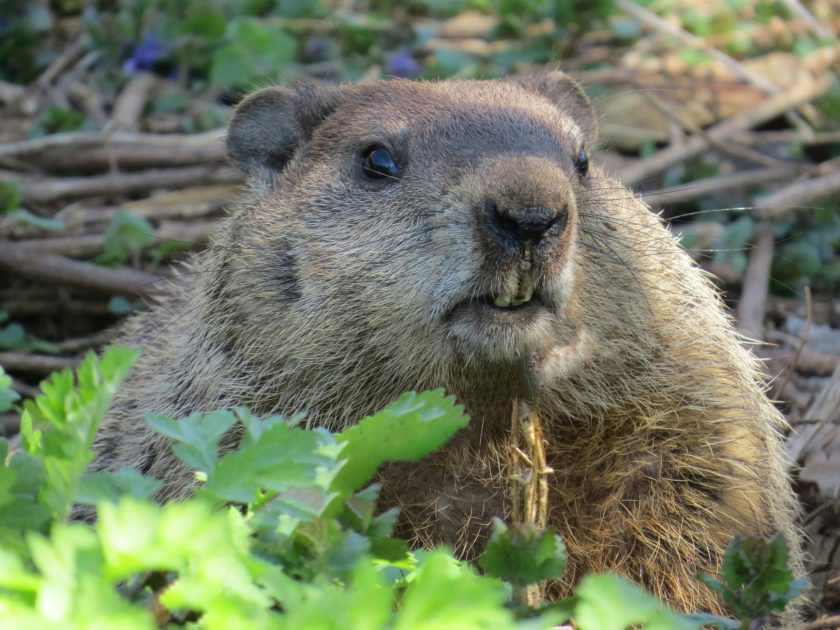 PETA Wants To Revamp Groundhog Day