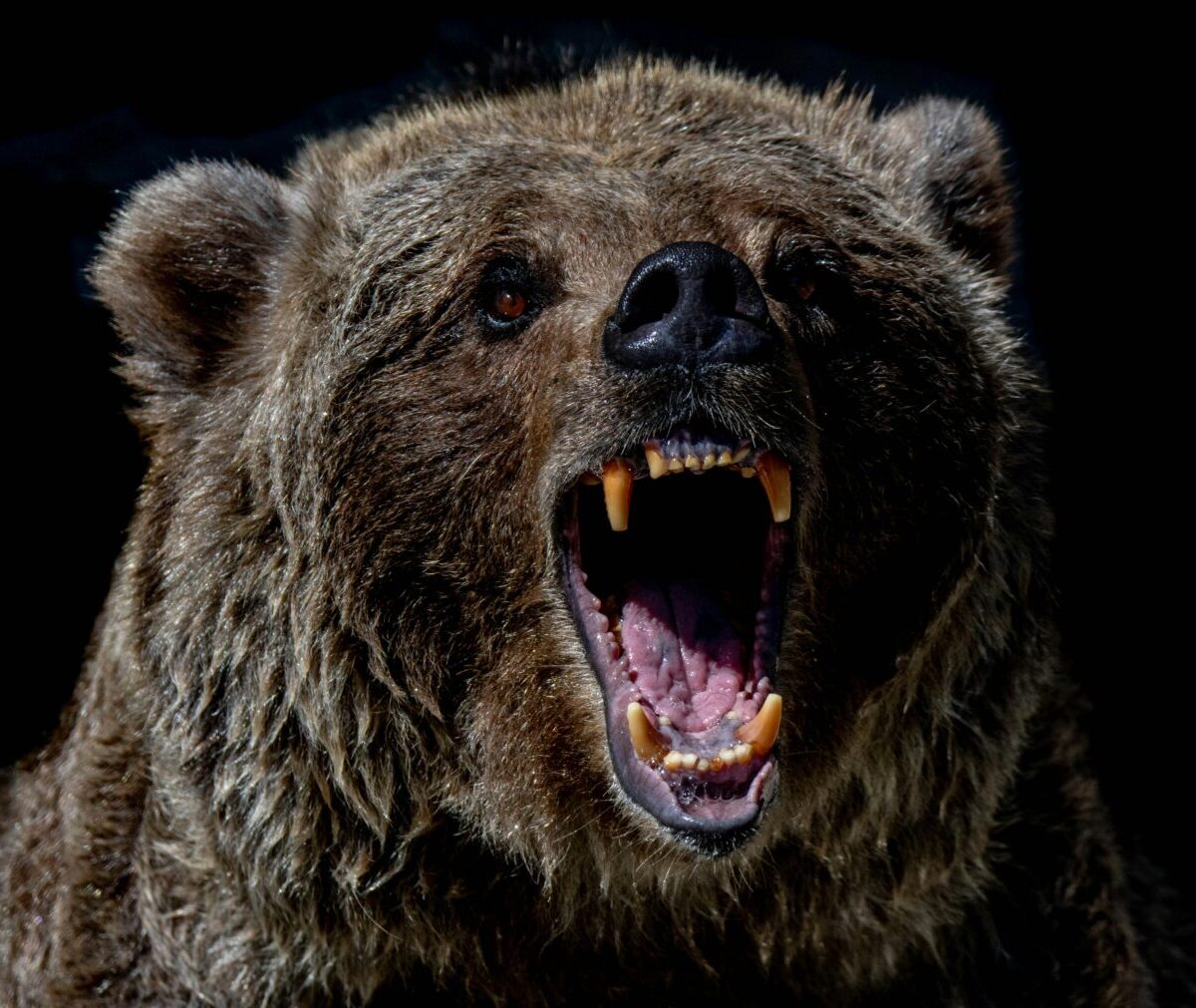 Man, Attacked By Bear, Shoots Himself