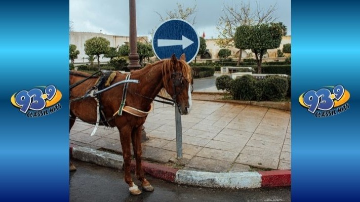 Horse on the Run