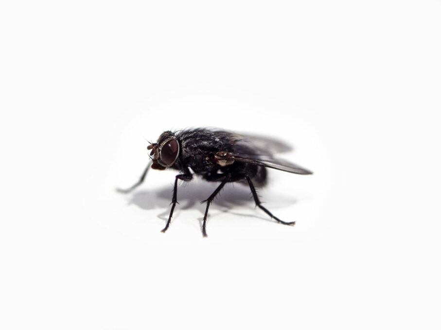 There’s A FLY In My Colonoscopy