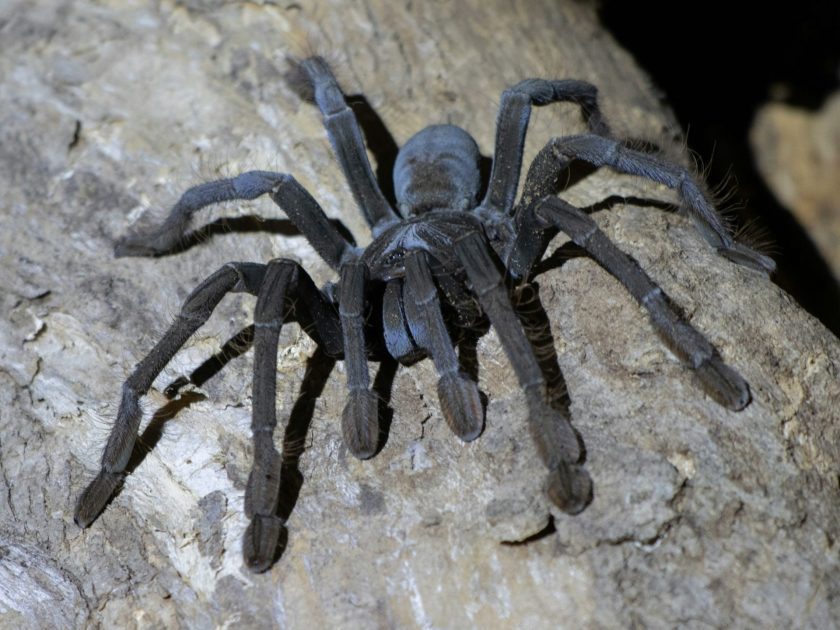 SMUGGLER CAUGHT WITH TARANTULAS STRAPPED TO HIS BODY
