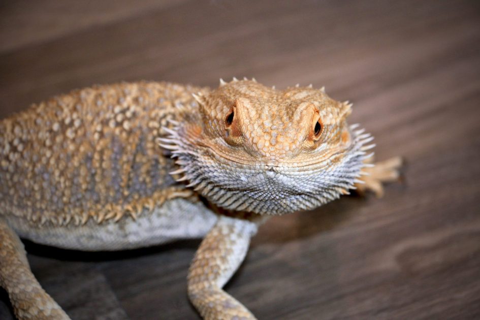 Pet Lizard Saves Owner From Fire