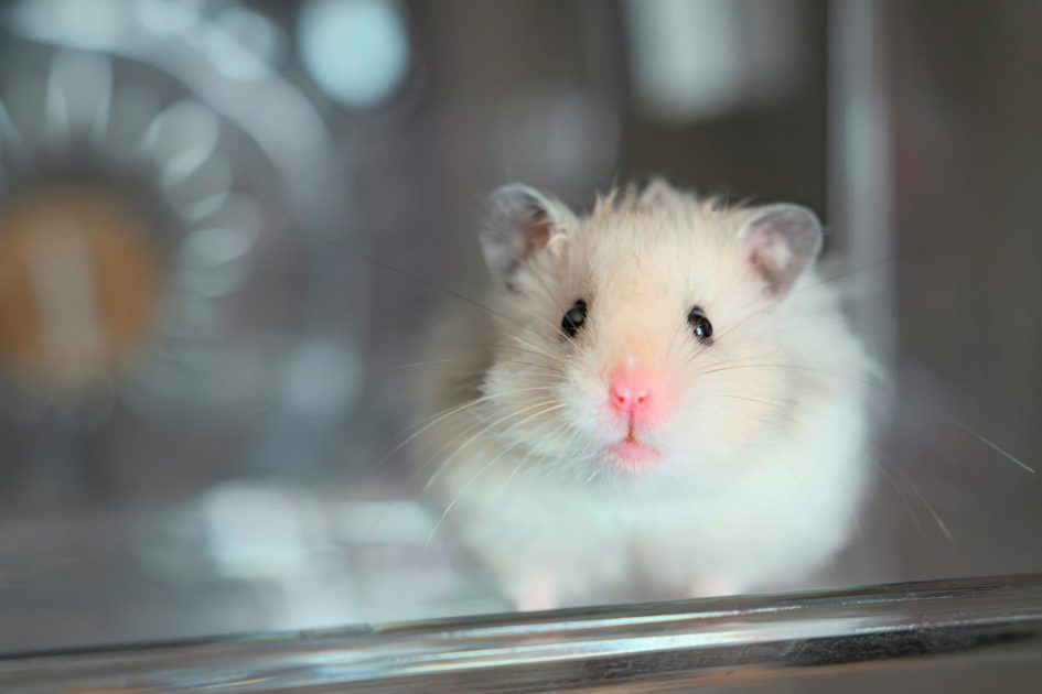 Plane Overrun By Hamsters