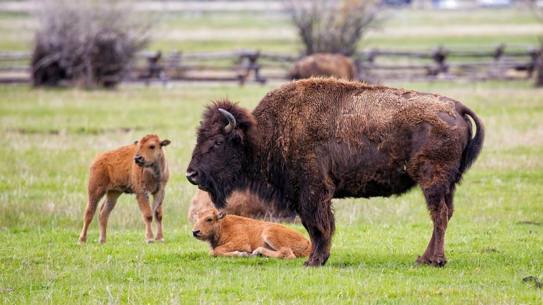 Guided Bison Tour in SW Missouri