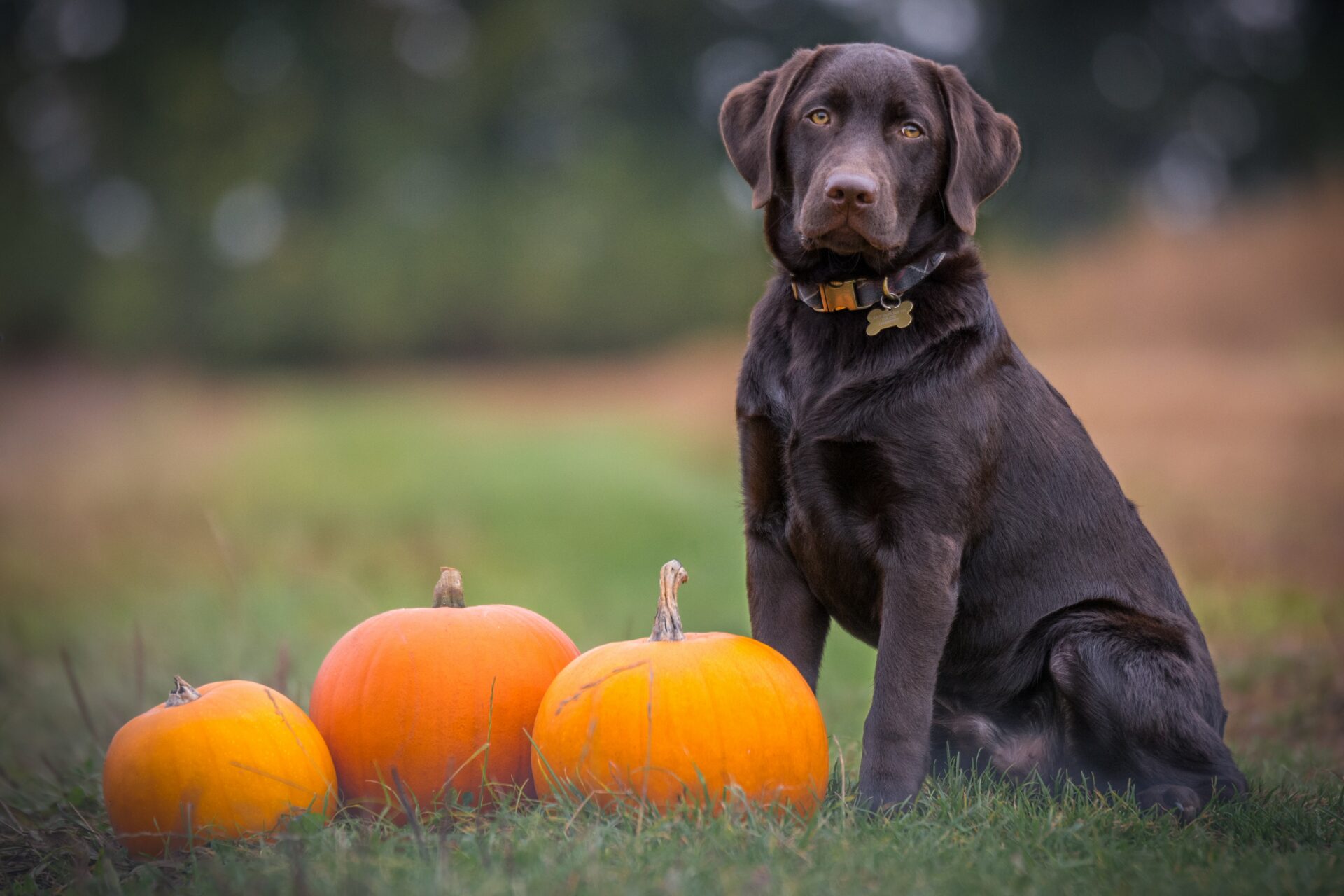 Get Your Pup a FREE Treat on National Dog Day
