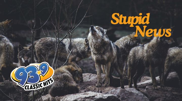 USDA Using Scarlett Johansson And Adam Driver To Scare Off Wolves
