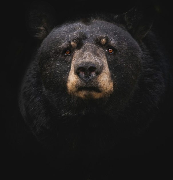 Bear Busts Into 7 Cars in 1 Night