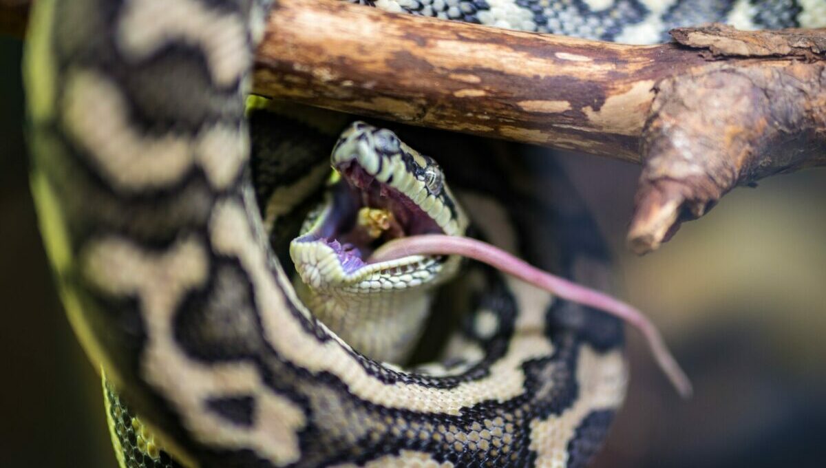 Cop Gives Mouth-To-Mouth to Snake