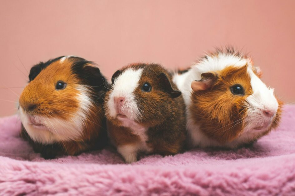 Pet Store Robbed, Hamsters Found In Perps Pants