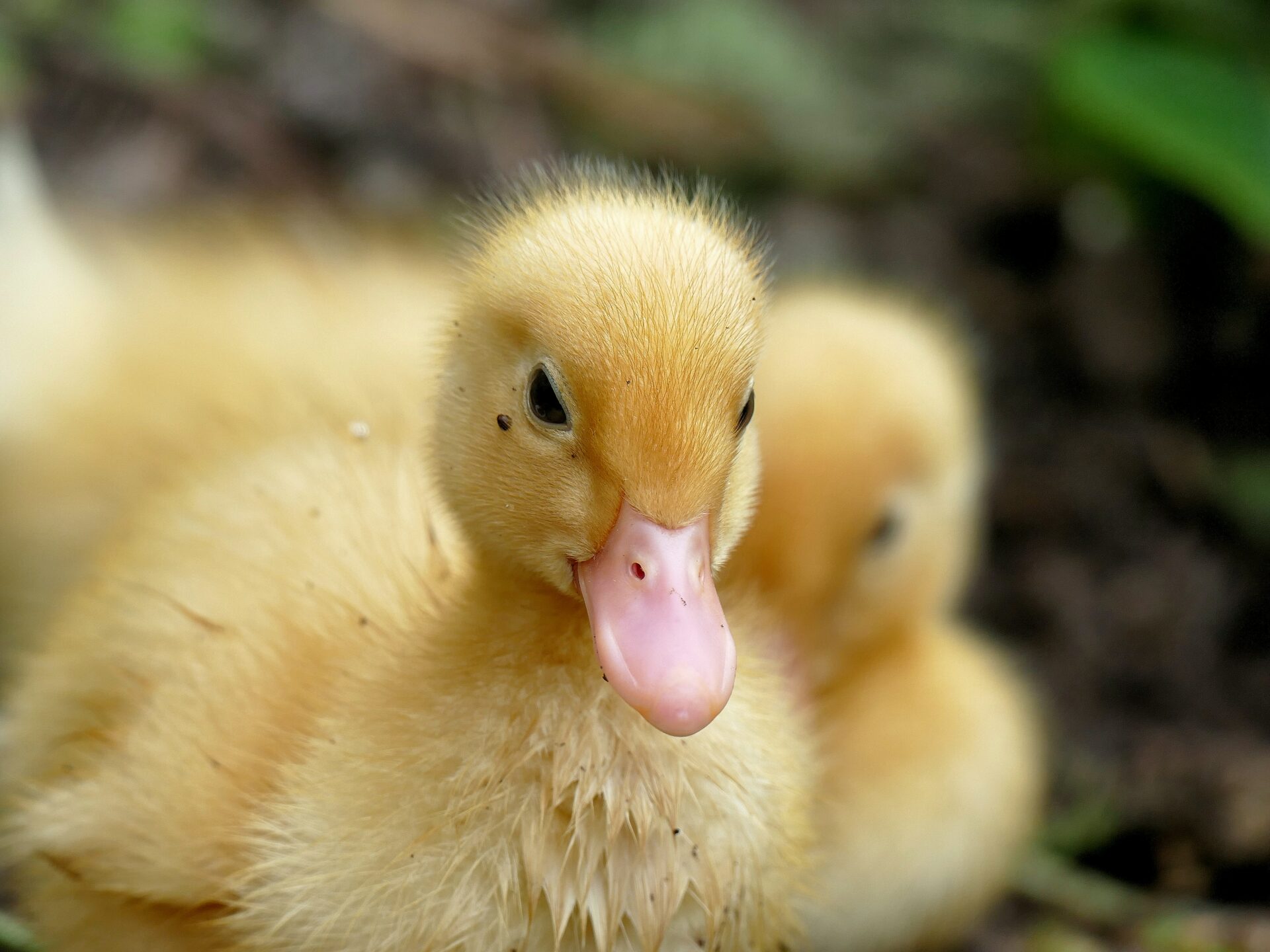 Arson Suspect Had Baby Ducks in His Pants