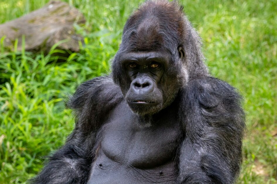 Giant Gorilla Sofas Now A Real Thing