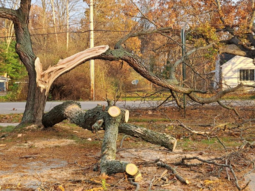 Joplin Opens Tree Limb Disposal