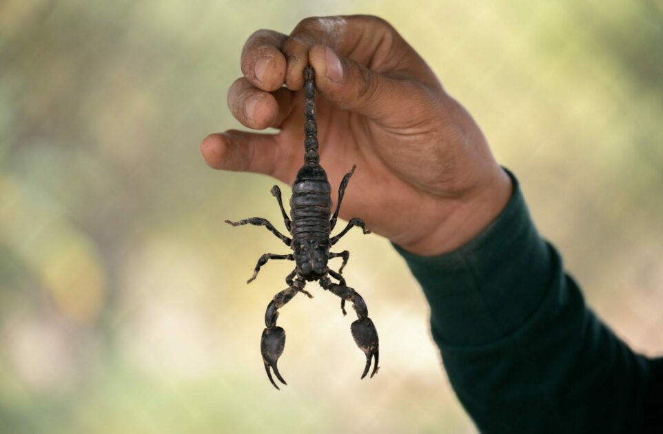 Man Accused Of Smuggling Dead Scorpions