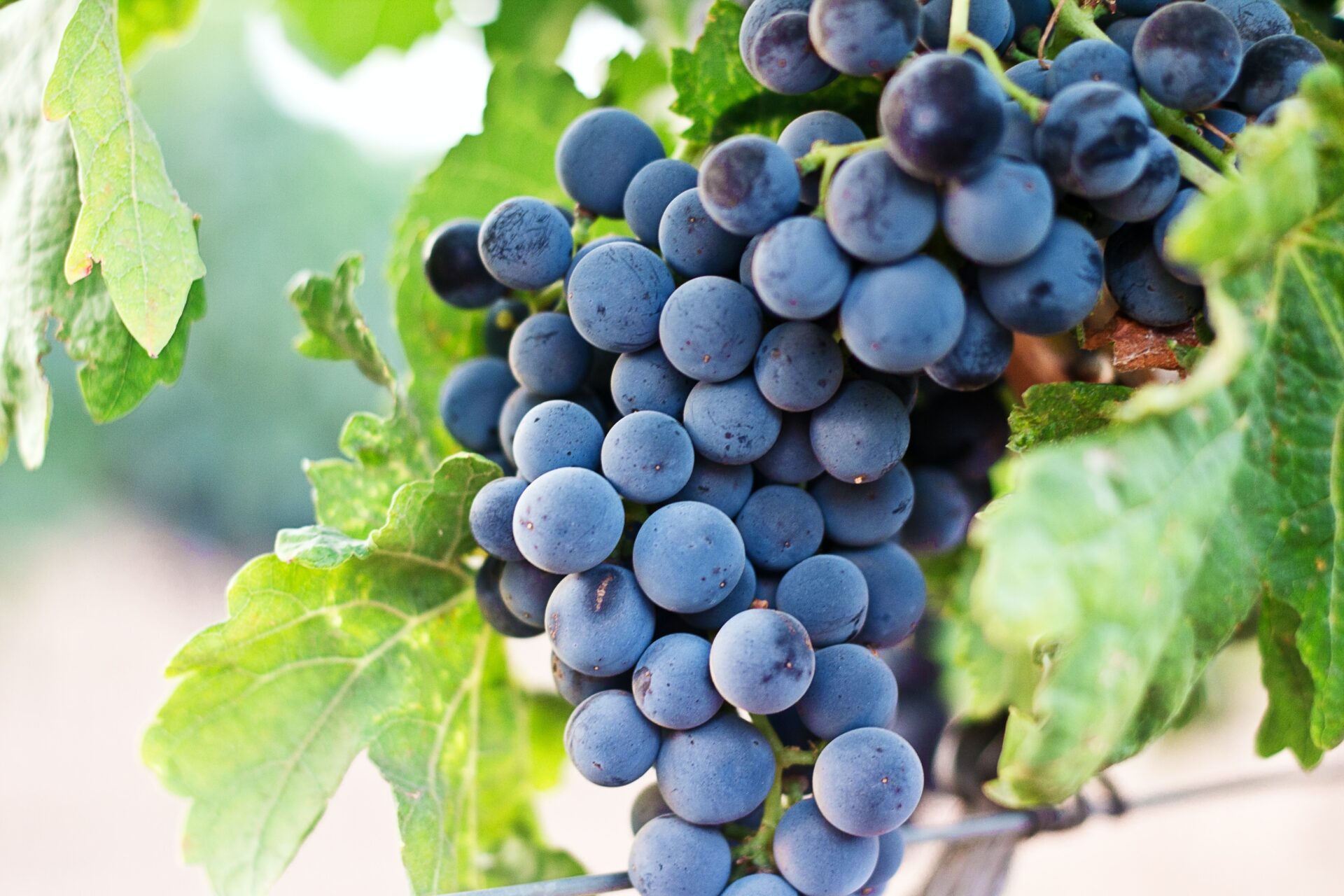 Kansas State Fair to Host 17th annual Kansas Grape Stomp
