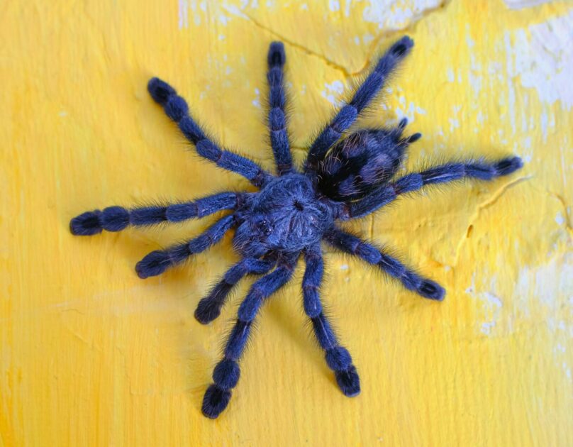 Woman Throws Tarantula During Fight