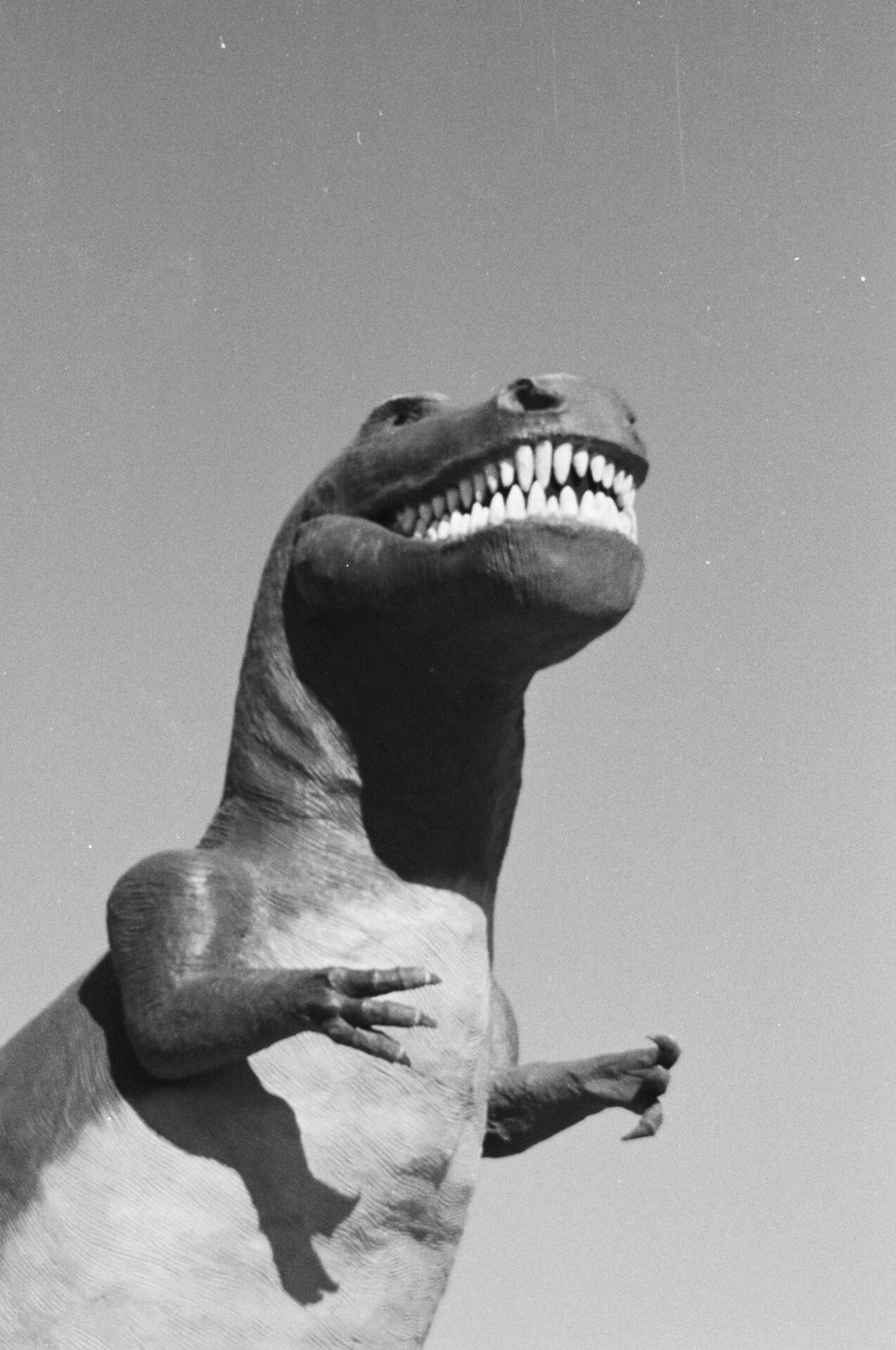 A Floppy Headed T-Rex 100 Yard Race