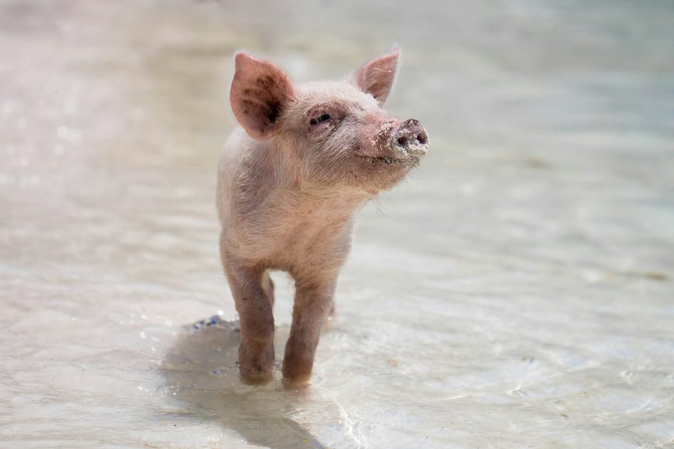 Mic Fleetwood Serenades A Pig