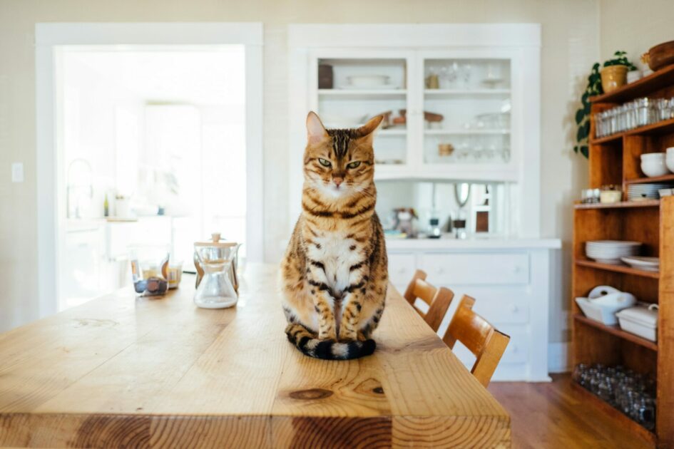 Let Cats Poop On Your Ex, sort of