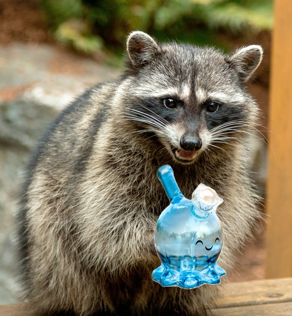 Cops Catch Coon Clutching Crack Pipe