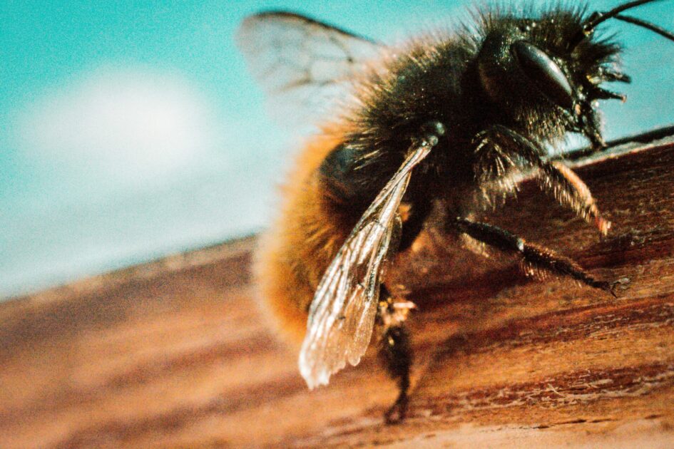 Semi Full of Bees Overturns