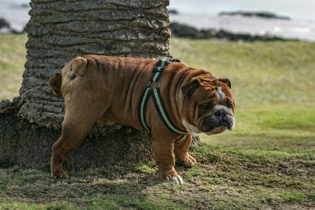 Woman Tries To Submit Dog Pee For Drug Test