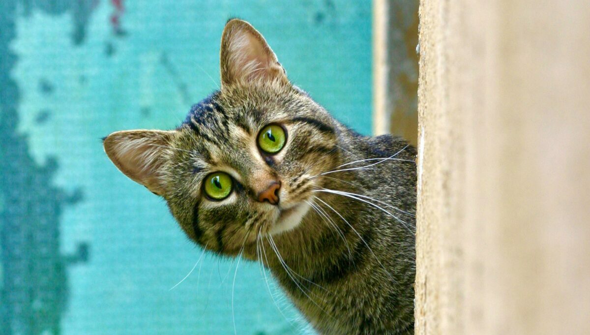 Stinky Cat Box Prompts 911 Call