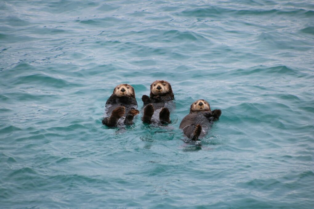 Otters Attack Swimming Man