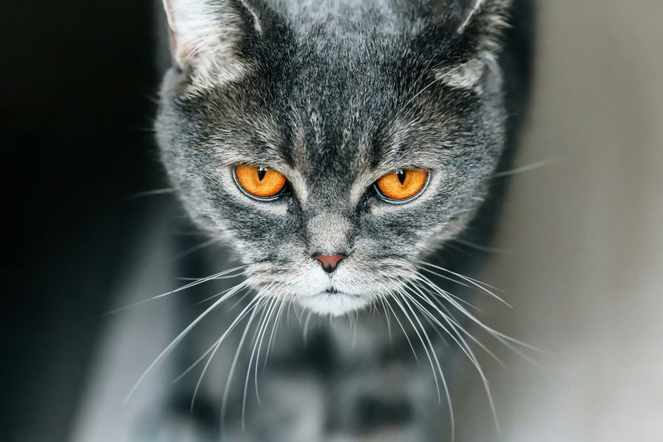 Man Busted For DUI Just Wanted To See His Cat