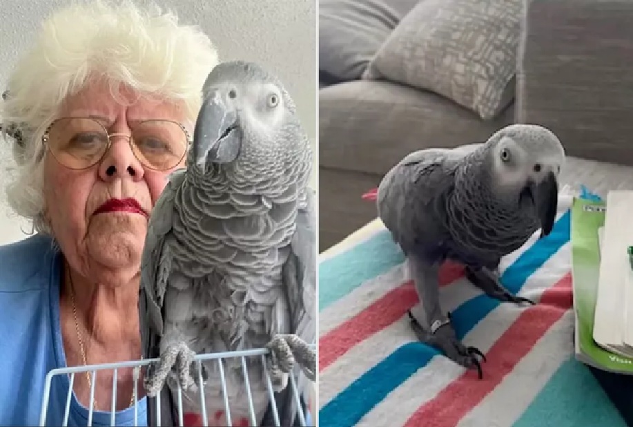 Granny Stuck in Paradise with Emotional Support Parrot