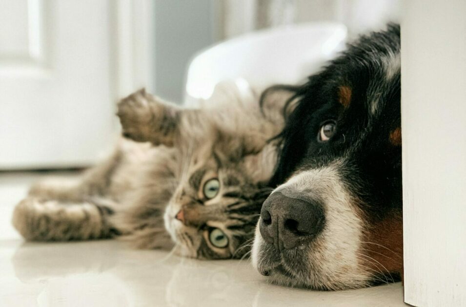 New Nationwide Network Finds Lost Pets