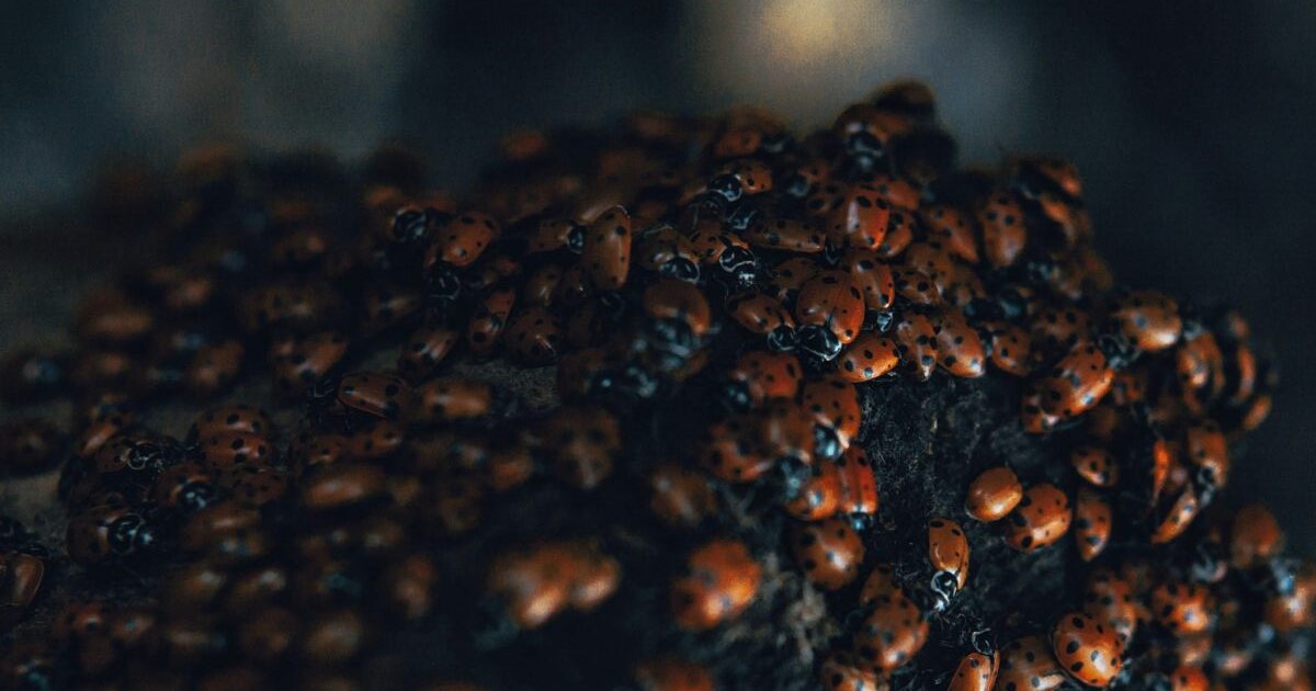 Bedbugs In Student Computers