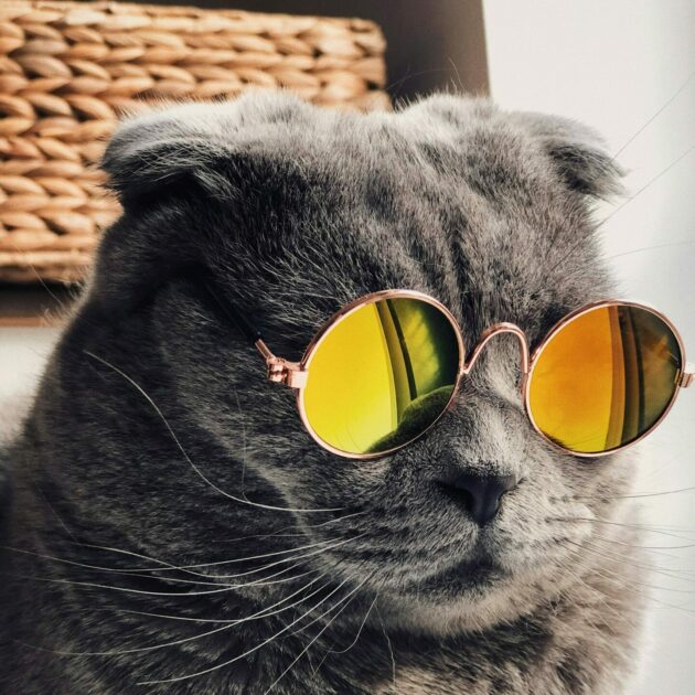 Burglars Demand High-Value Cat