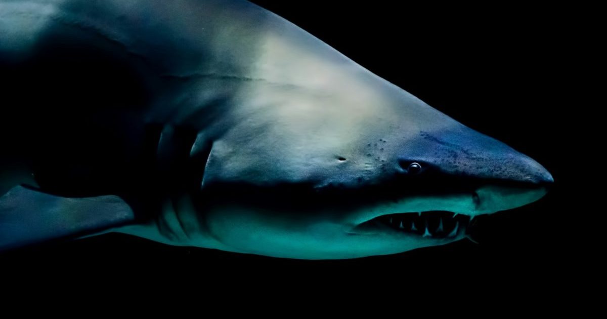 Surfer Bitten By Shark At Same Beach Where He Was Bitten 11 Years Ago