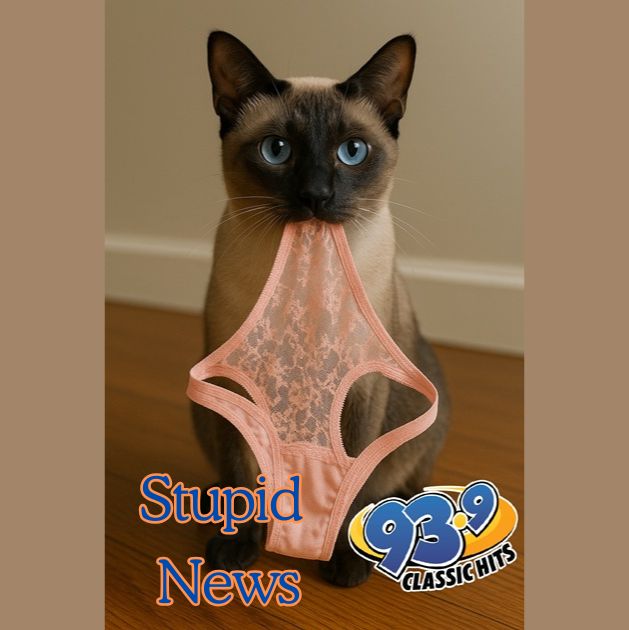 Feline Felon Found Nicking Neighbors Knickers