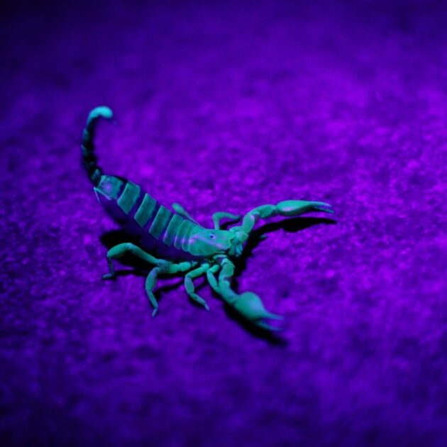 Tourist Stung in the Man Bits by Scorpion