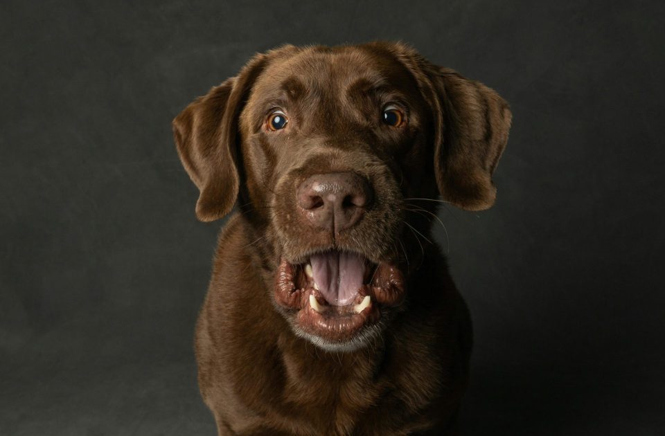 Man Bites Police Dog