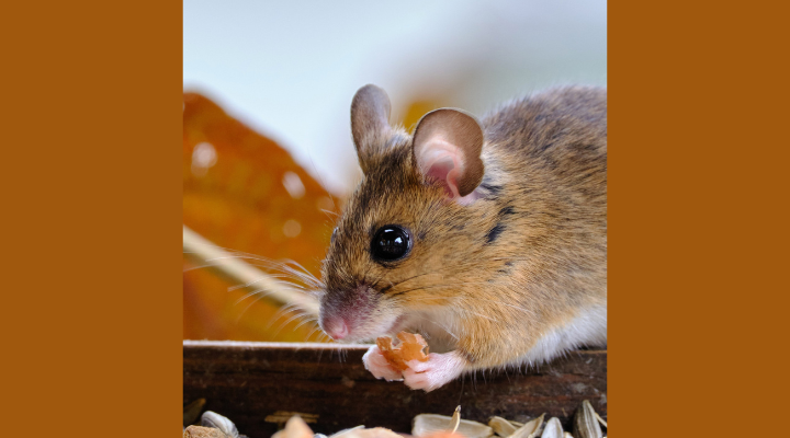 Rodent Regularly Rounds Up Refuse