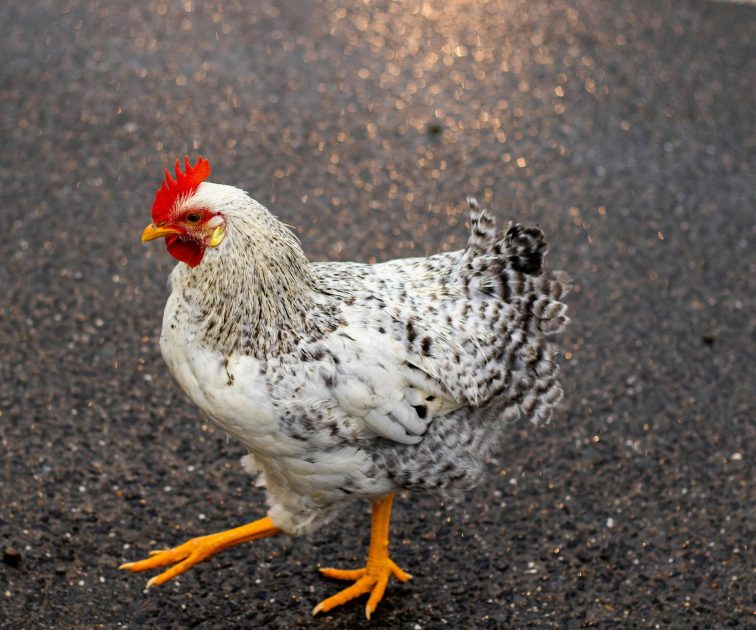 Heartbreak & Poultry Pilfering