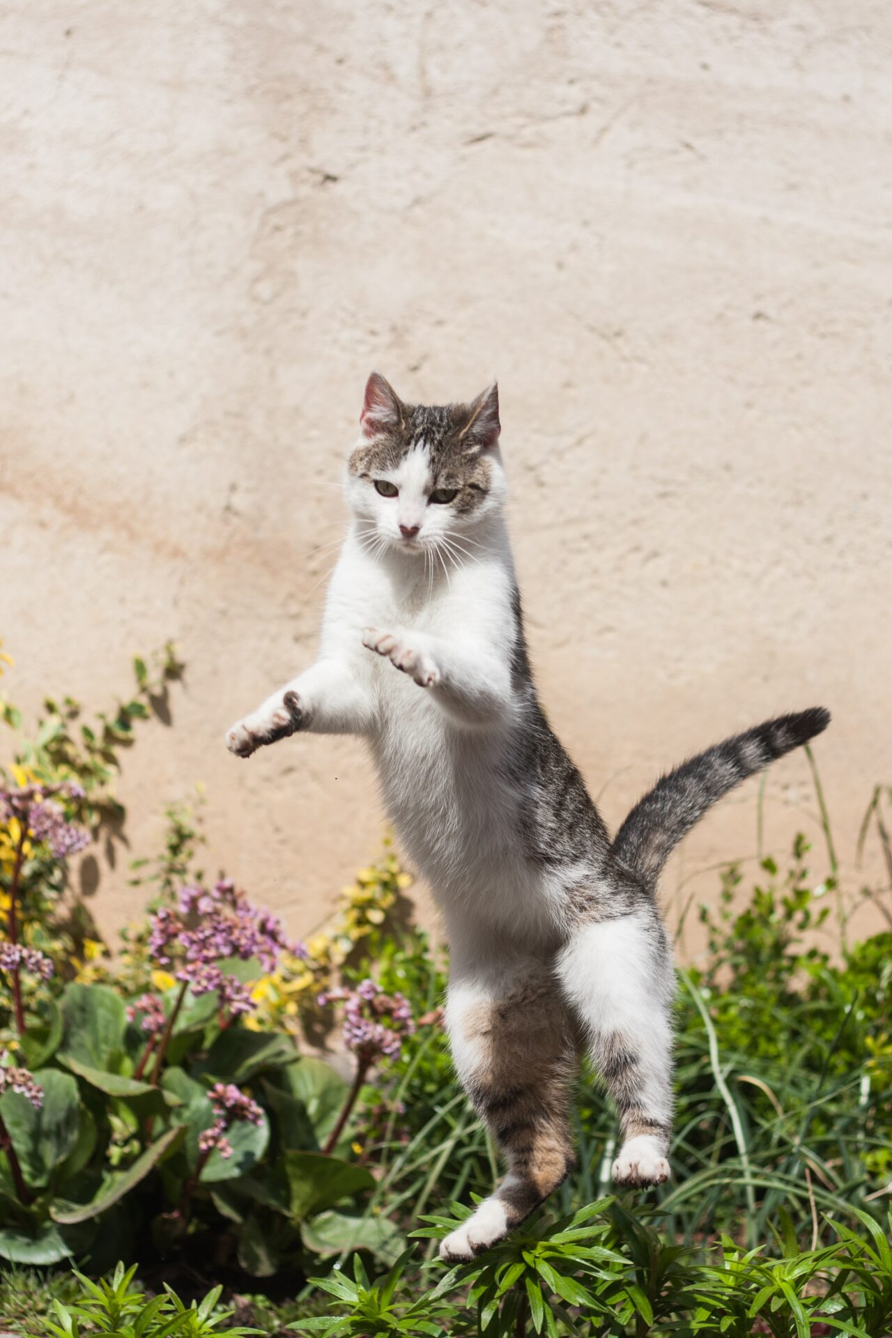 Missouri Cat Set Guinness World Record for Jumping Rope