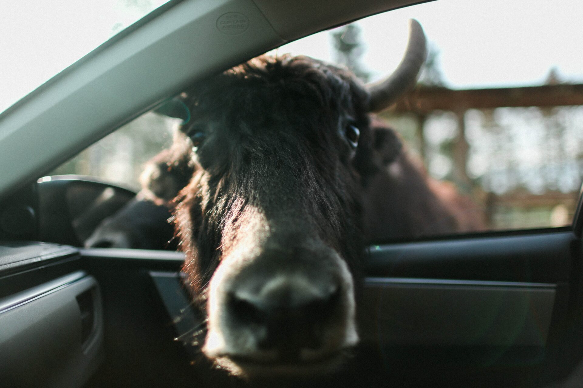 Police pull over Nebraska man with bull riding shotgun