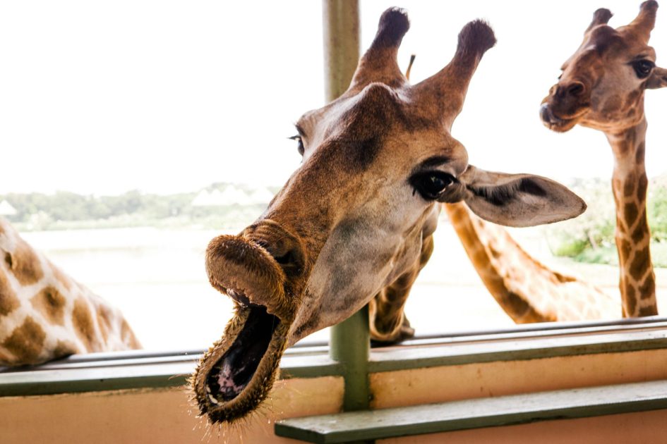 Comedy Wildlife Photo Contest