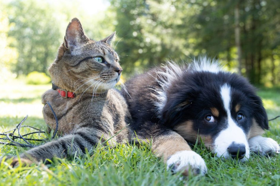 Do You Need To Re-chip Your Pet?