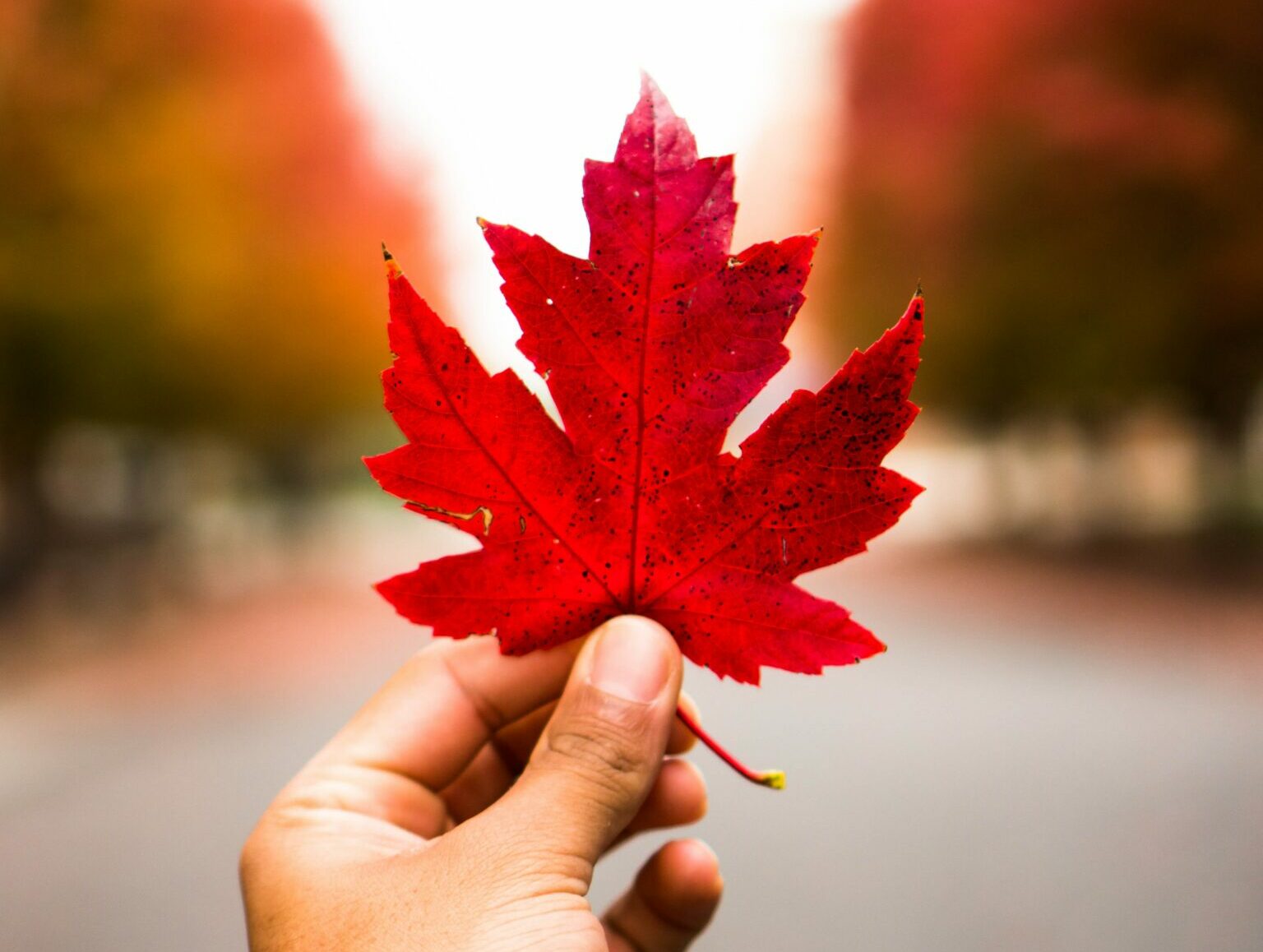 57th Annual Maple Leaf Festival